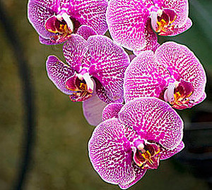 Fiori e Piante